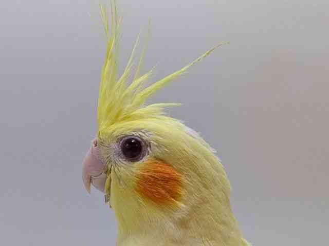 
                    オカメインコ