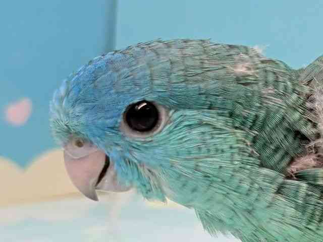 
                    サザナミインコ