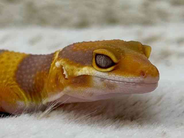 ヒョウモントカゲモドキ