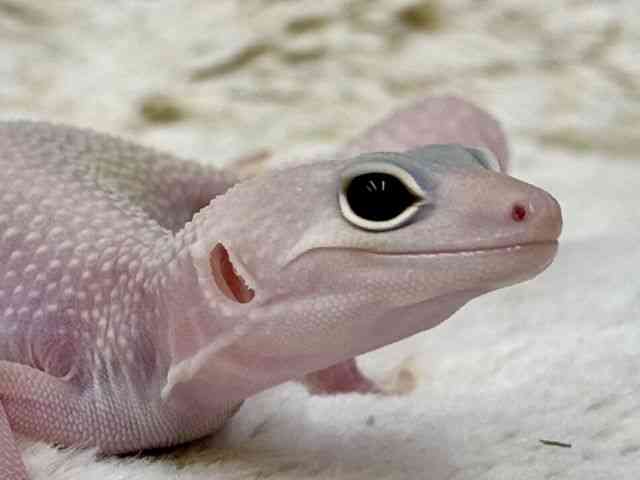 ヒョウモントカゲモドキ