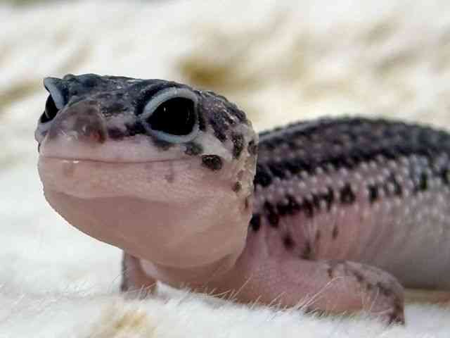 ヒョウモントカゲモドキ