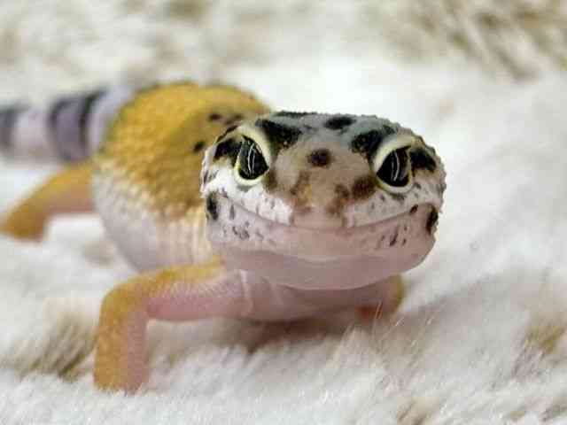 ヒョウモントカゲモドキ
