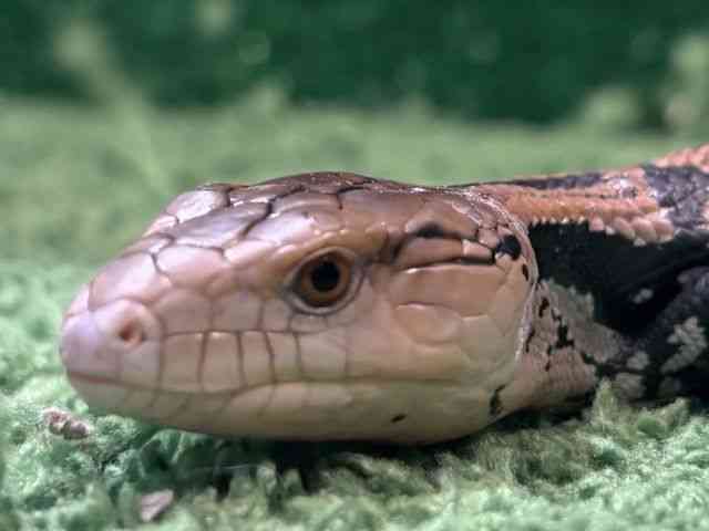 アオジタトカゲ