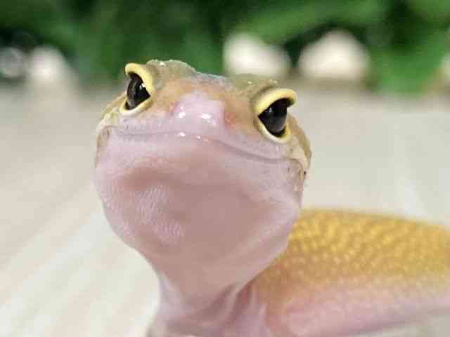 ヒョウモントカゲモドキ