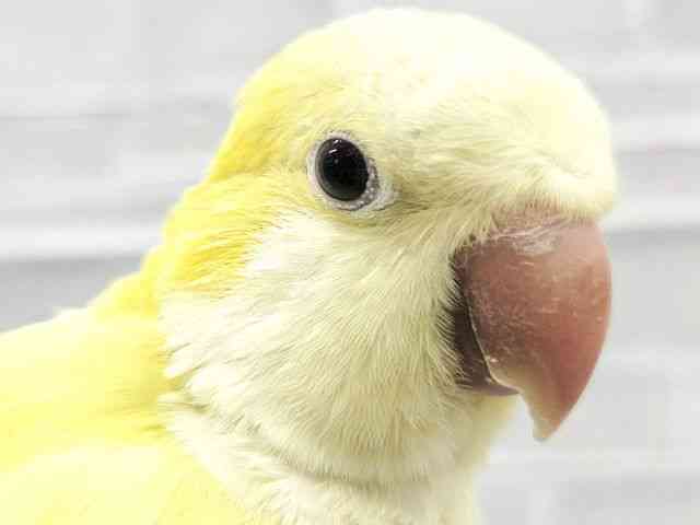 
                    オキナインコ