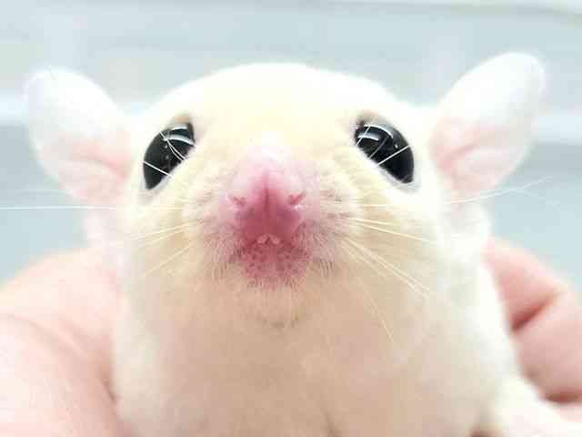 
                    フクロモモンガ