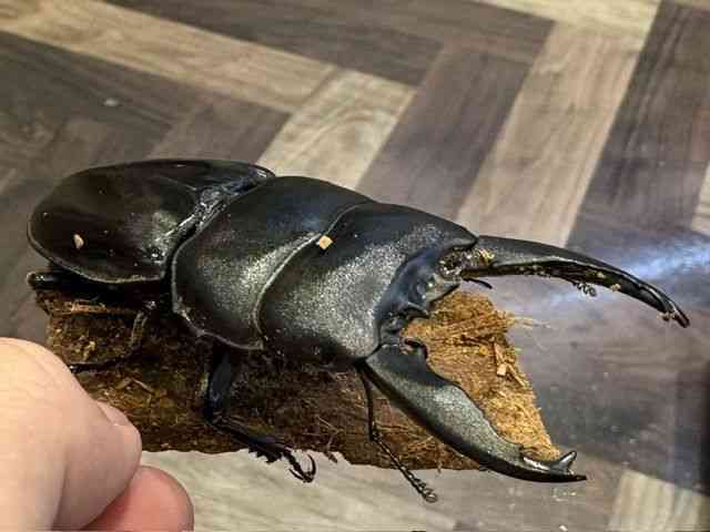 外国産