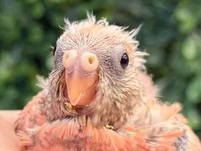
                    アキクサインコ
