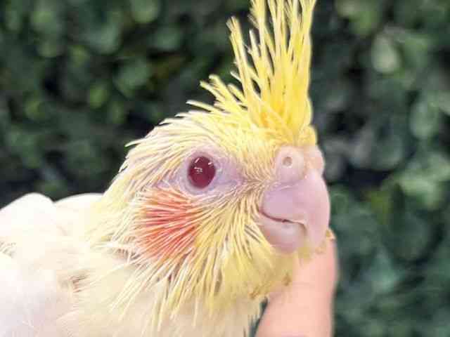 
                    オカメインコ