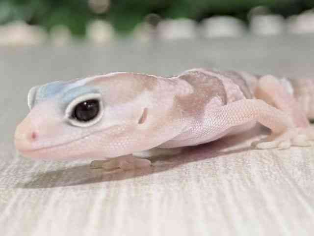 ニシアフリカトカゲモドキ