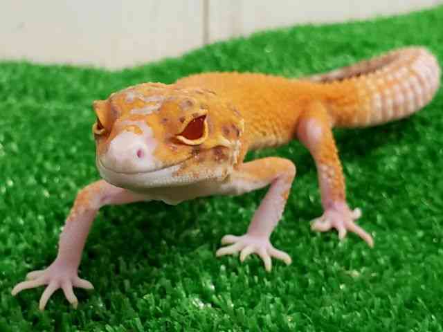 ヒョウモントカゲモドキ