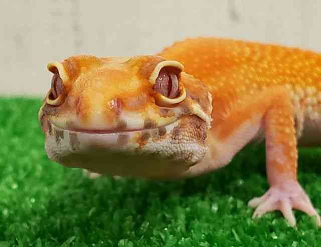 ヒョウモントカゲモドキ