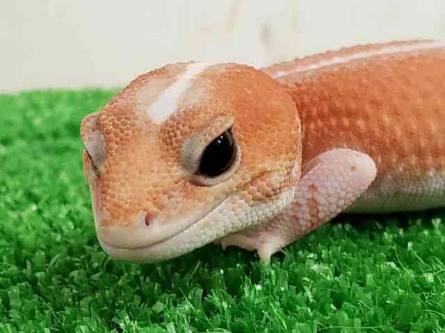 ニシアフリカトカゲモドキ