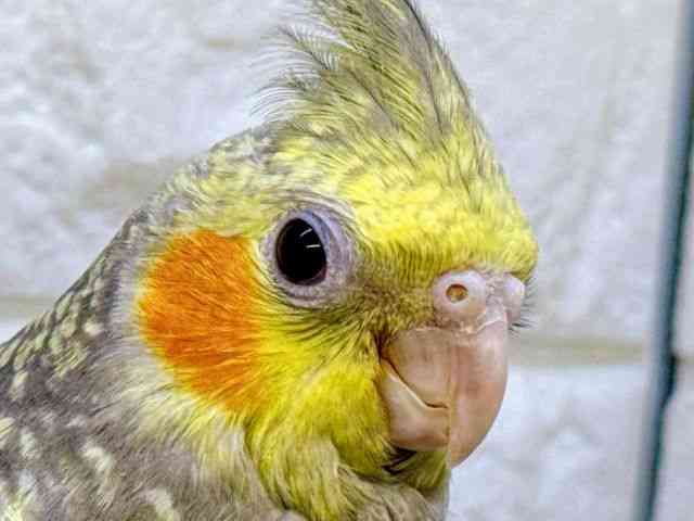
                    オカメインコ