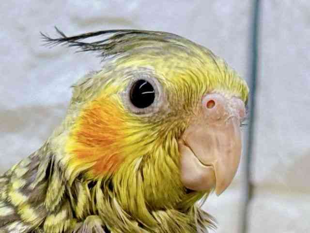 
                    オカメインコ