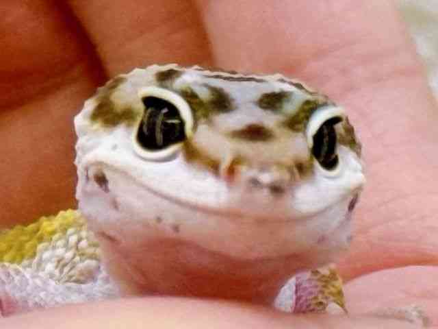 ヒョウモントカゲモドキ