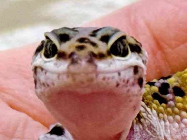 ヒョウモントカゲモドキ