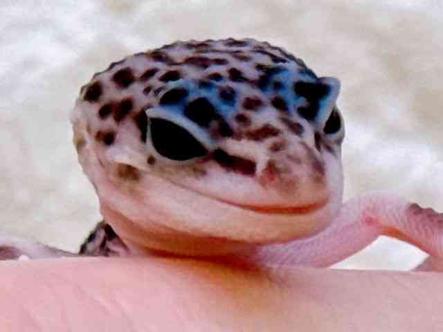 ヒョウモントカゲモドキ