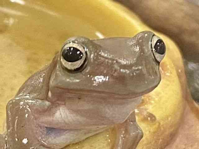 イエアメガエル