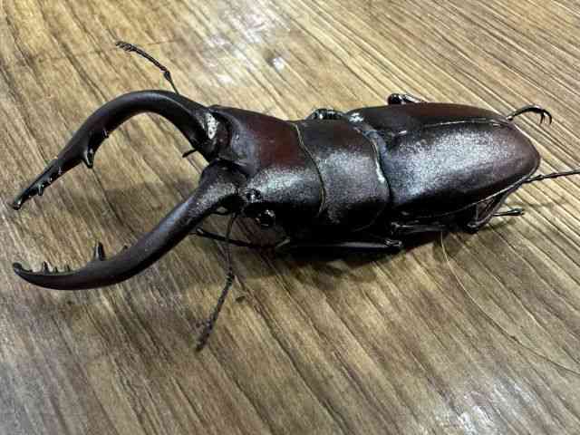 国産
