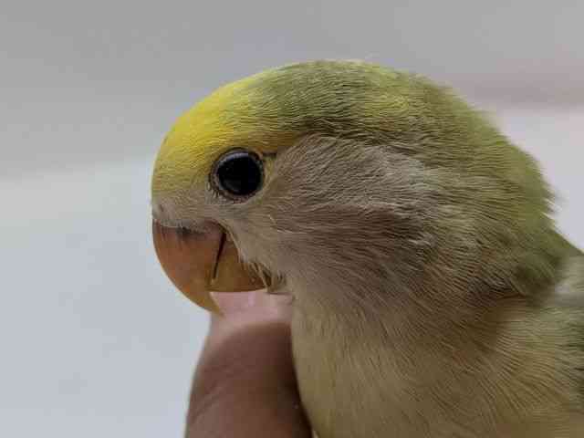 
                    コザクラインコ