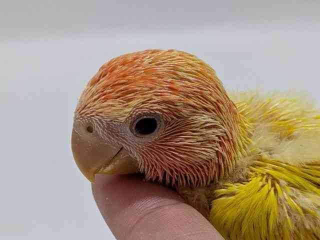 
                    コザクラインコ