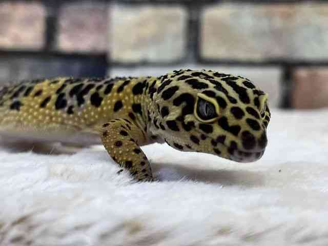 ヒョウモントカゲモドキ