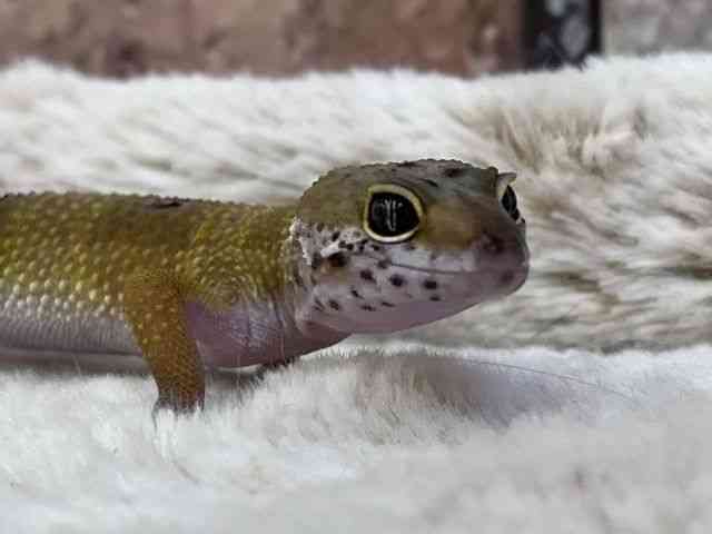 ヒョウモントカゲモドキ