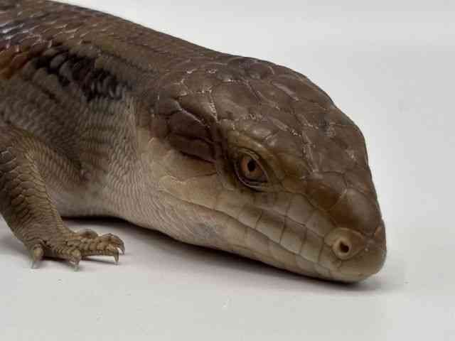 アオジタトカゲ