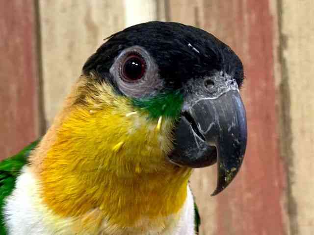 
                    ズグロシロハラインコ