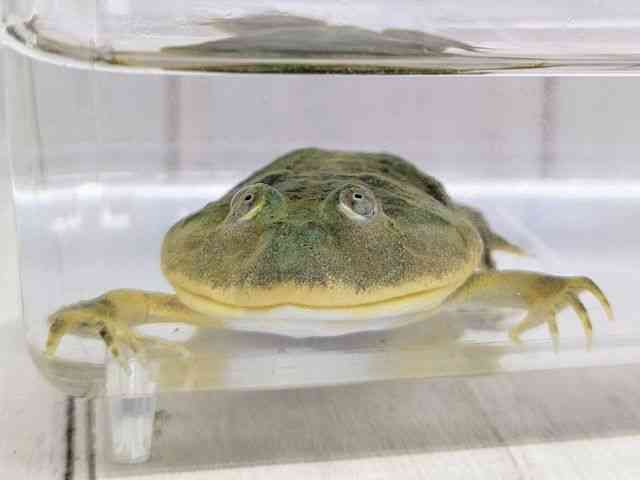 バジェットガエル