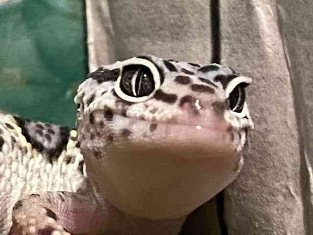 ヒョウモントカゲモドキ
