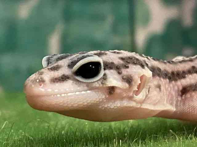 ヒョウモントカゲモドキ
