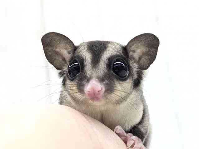 
                    フクロモモンガ