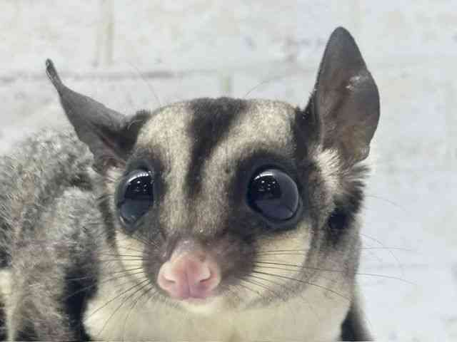 
                    フクロモモンガ