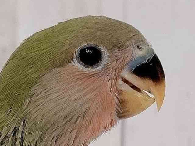 
                    コザクラインコ