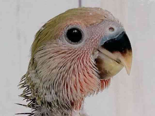 
                    コザクラインコ