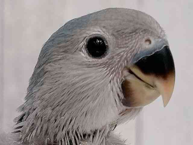 
                    コザクラインコ