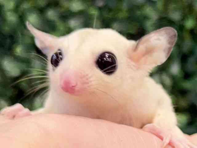 
                    フクロモモンガ