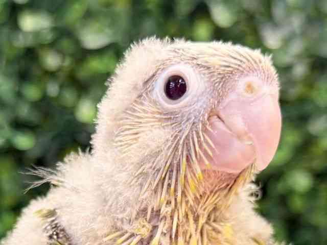 
                    ホオミドリアカオウロコインコ