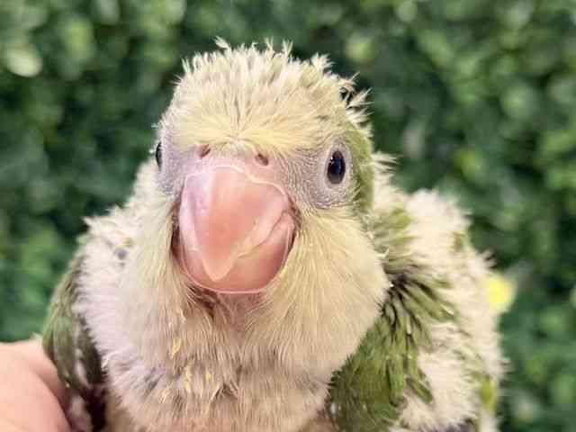 
                    オキナインコ