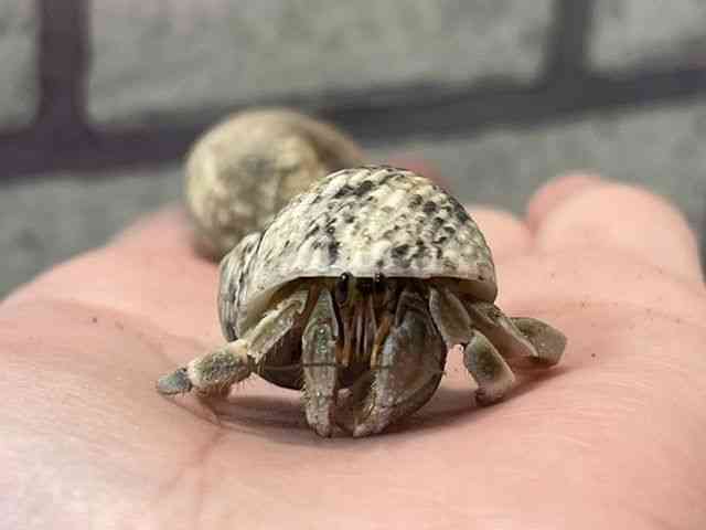 オカヤドカリ