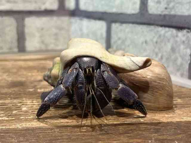 オカヤドカリ