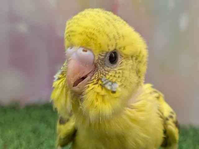 
                    セキセイインコ
