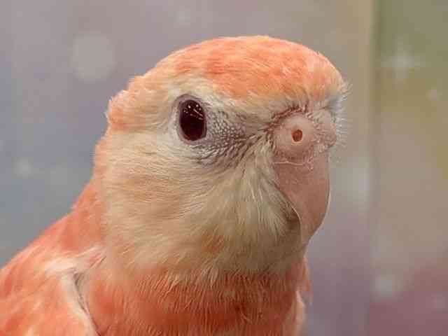 
                    アキクサインコ