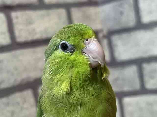 
                    マメルリハ