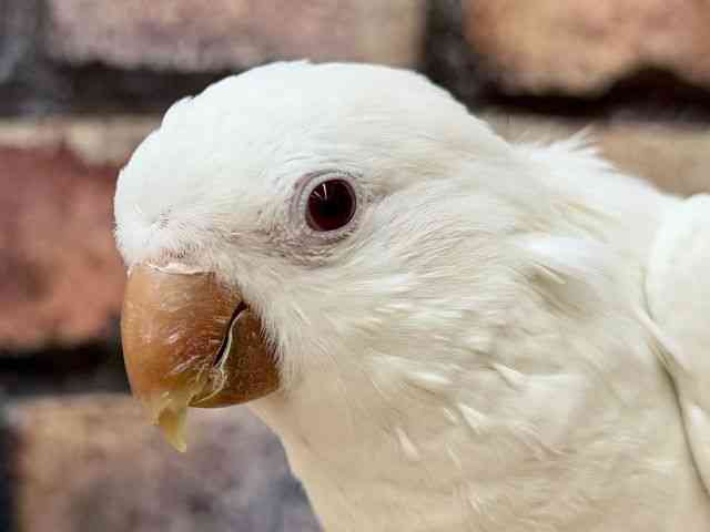 
                    オキナインコ