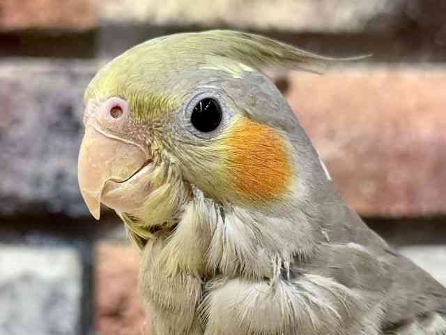 
                    オカメインコ