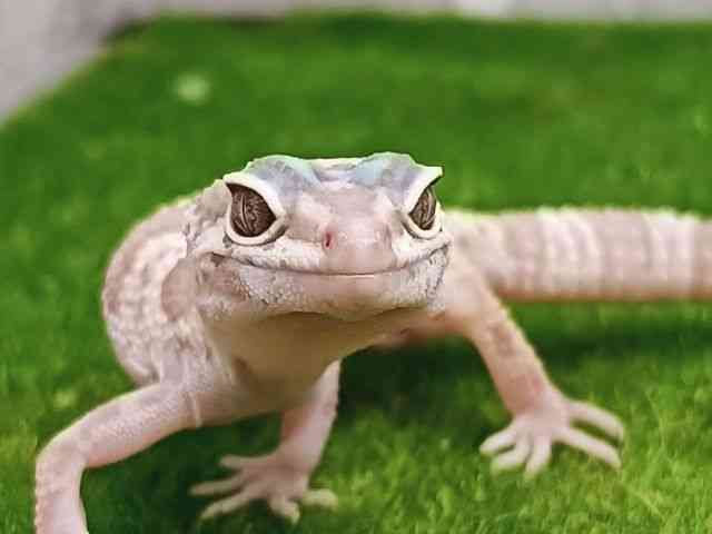 ヒョウモントカゲモドキ