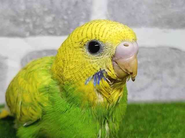 
                    セキセイインコ